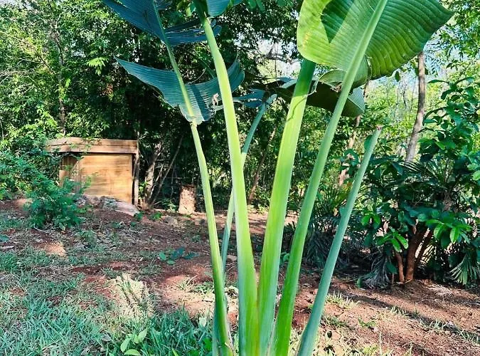 Tamarindo Pura Selva Eco Tree House